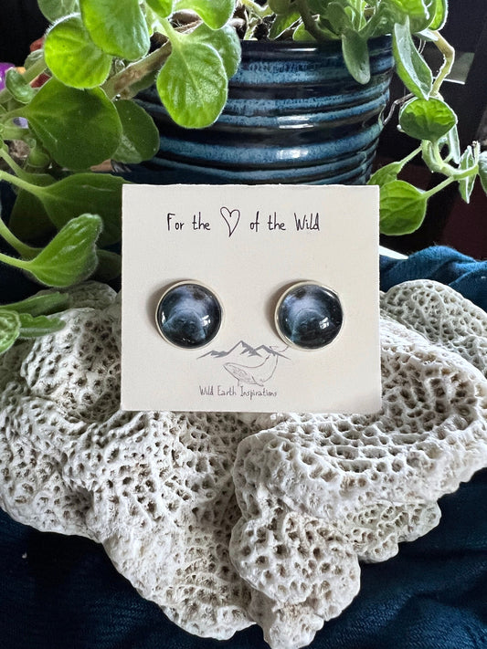 Manatee Post Earrings